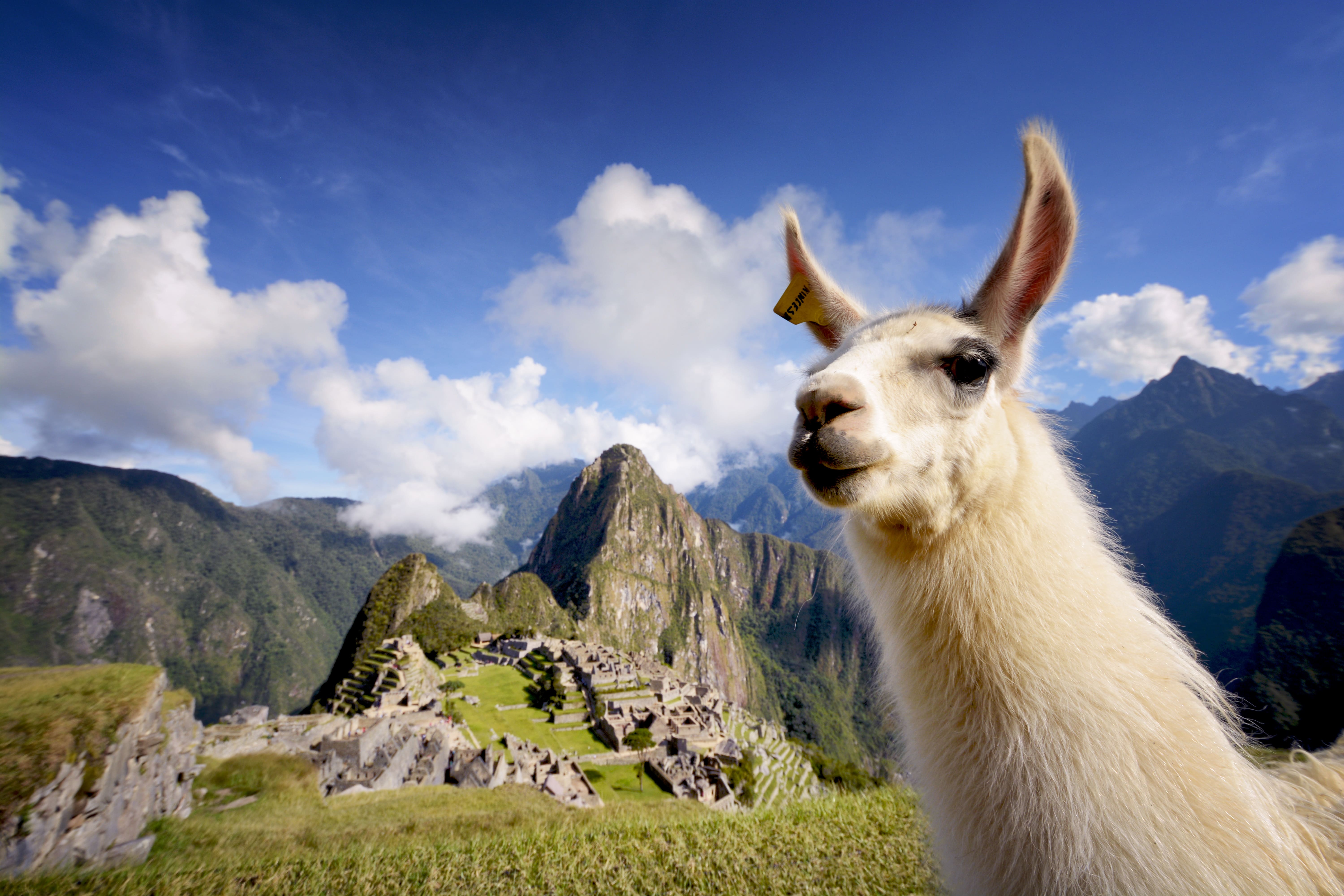 Llama em Machu Pichu